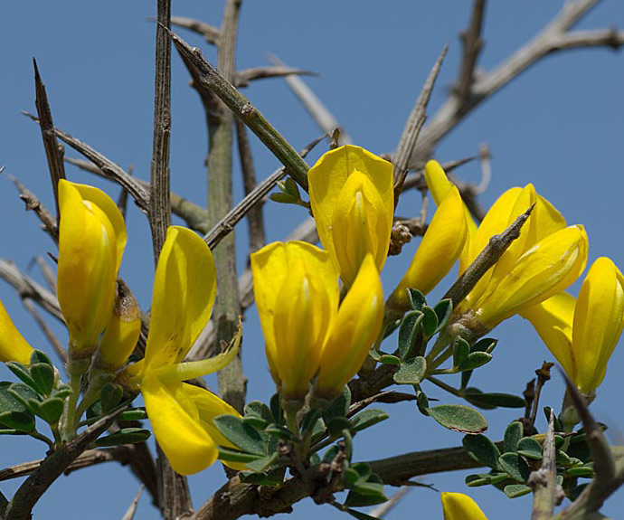Spiny Broom - Flower Detail of this invasive weed in Australia
