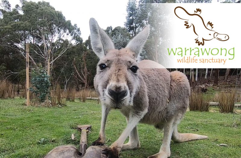 Warrawong Wildlife Sanctuary - Inqusitive Kangaroo