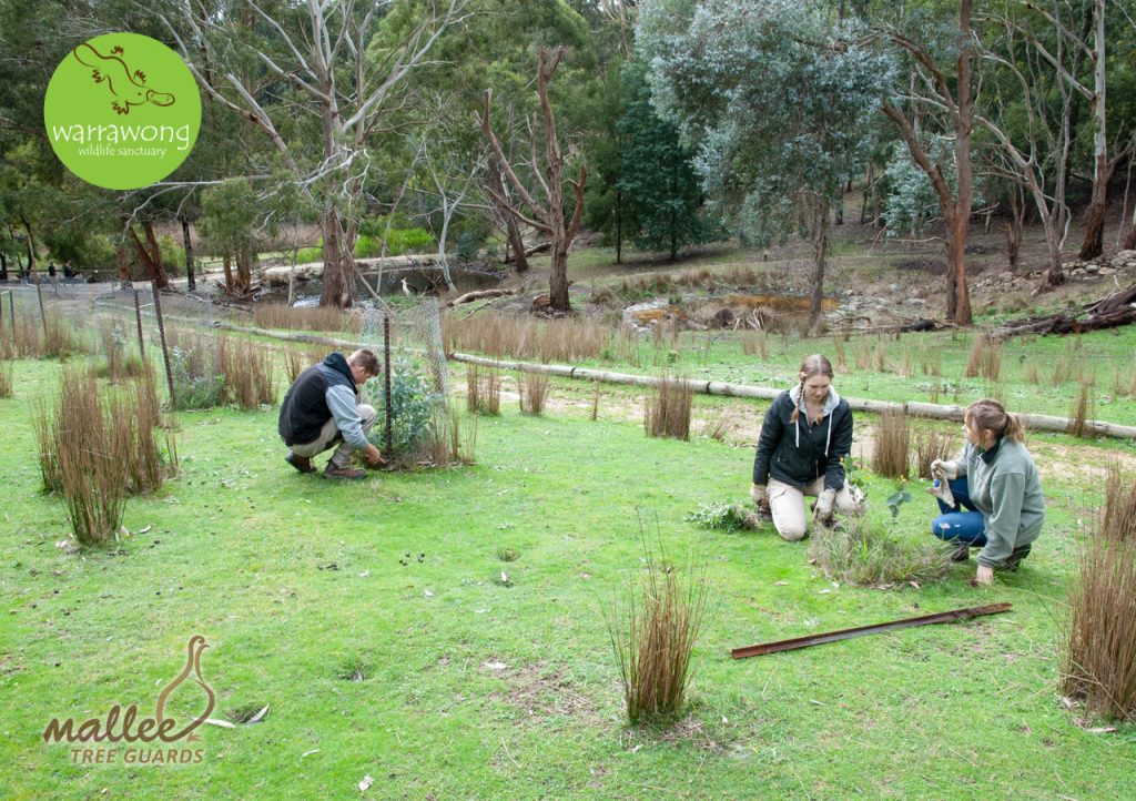 Warrawong Volunteers Removing the old Tree Guards