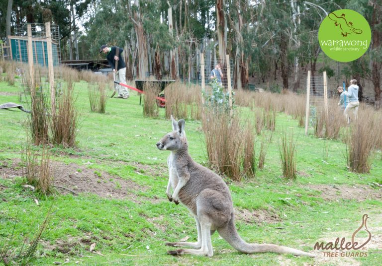 An inquisitiive Kangaroo keeping an eye on proceedings at Warrawong