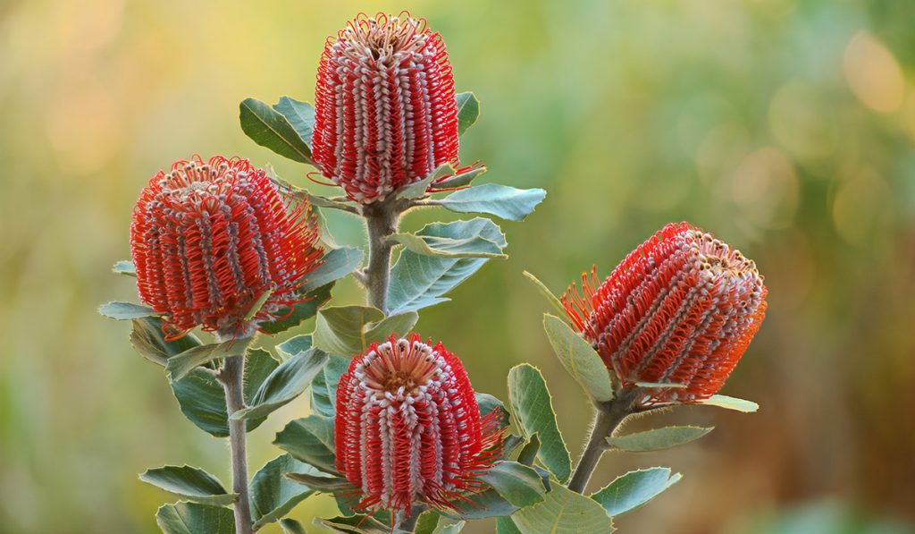 Banksia Photo | Grow with Arborgreen