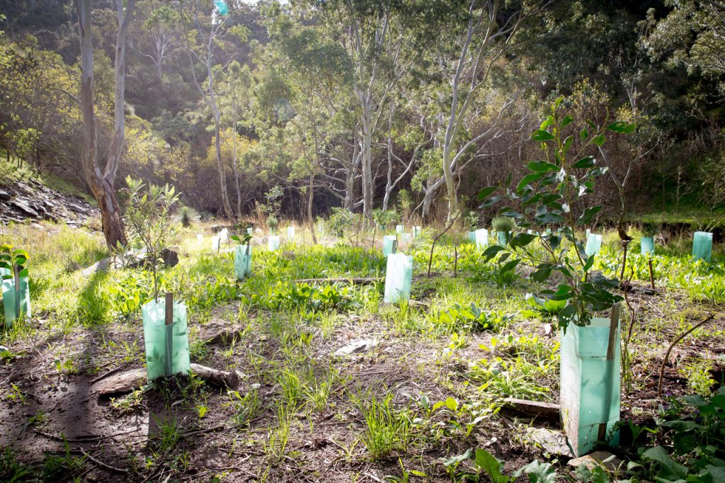 Bushland Revegetation | Grow with Arborgreen