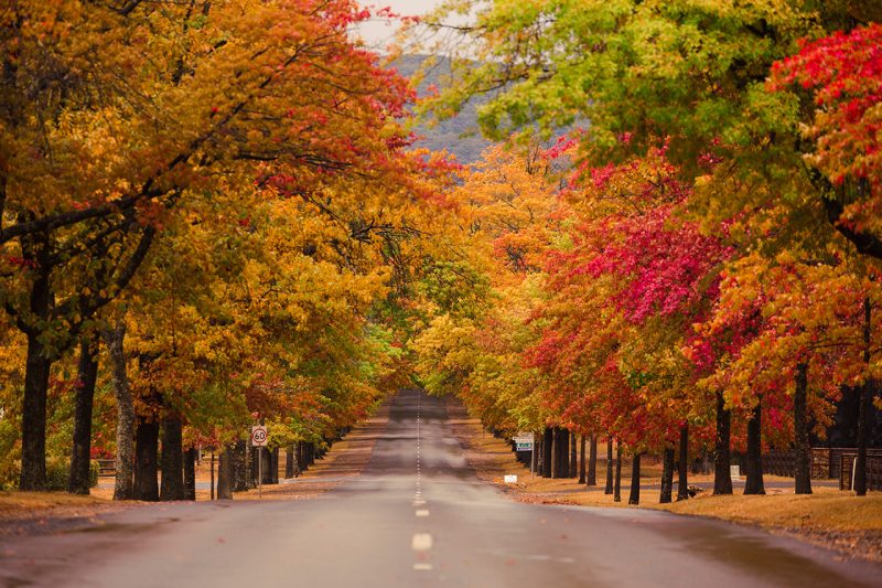 Street Trees in Autumn | Macedon - Victoria