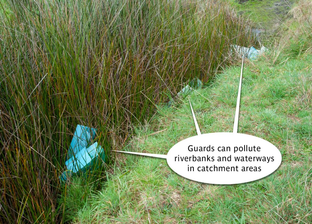 Fluted guards trapped in creekbed reeds
