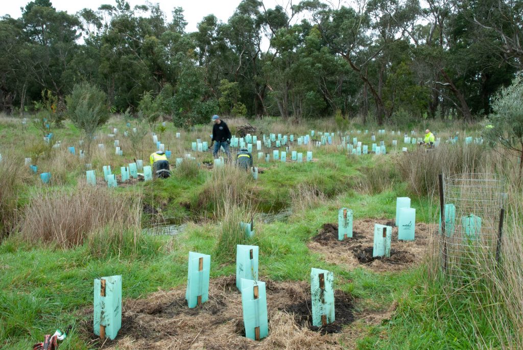 Revegetation with Fluted Tree Guards | GWLAP Planting Day | 14 September 2022